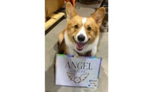 Corgi with Angel Arms Inc sign at the gun show